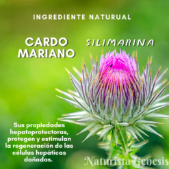 Cardo Mariano | NaturGen | 60 Tabletas | Protege Tu Hígado